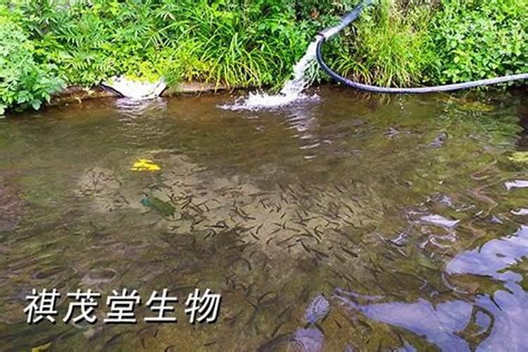 钾肥是什么肥料 钾肥对植物的作用