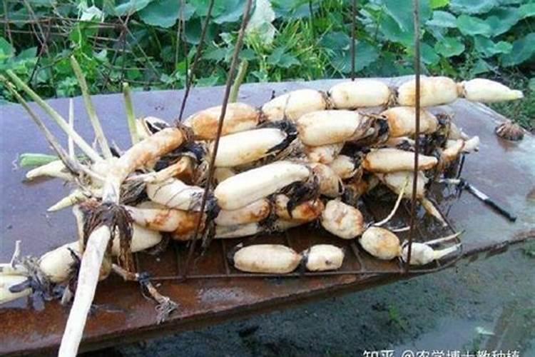 北美冬青叶发黄慢慢死掉怎样救治？