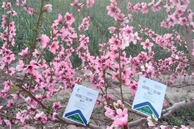 黄瓜用甲霜恶霉灵灌根后可以食用吗？