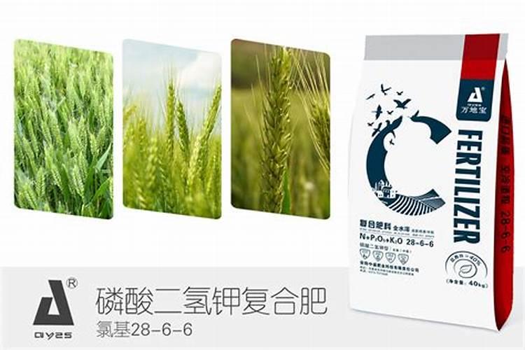 蕨类植物的养殖方法和注意事项