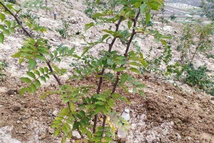 春季桃树施什么肥好