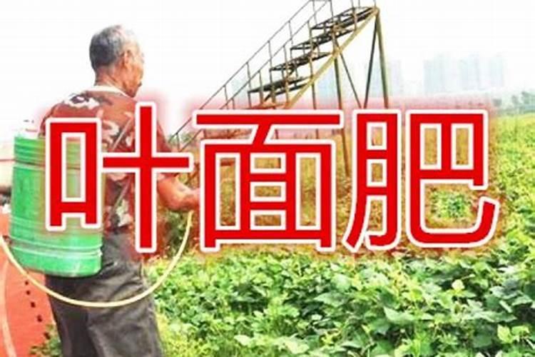 叶面肥三天喷一次可以吗