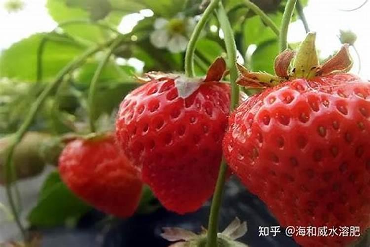 如何使用绿叶宝
