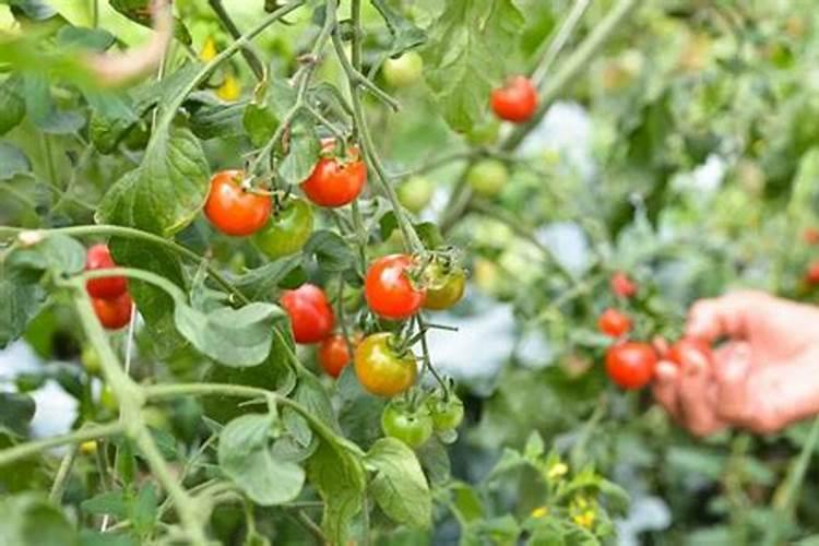 罗布泊大片的蓝色区域是什么？