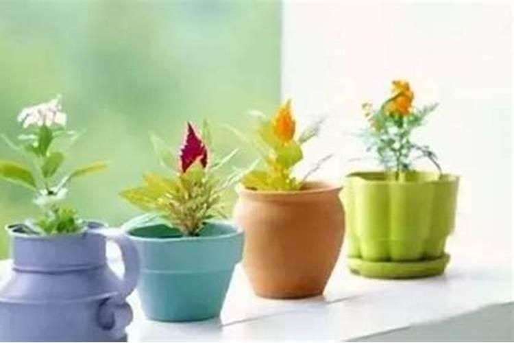 芭蕉栽培技术简介