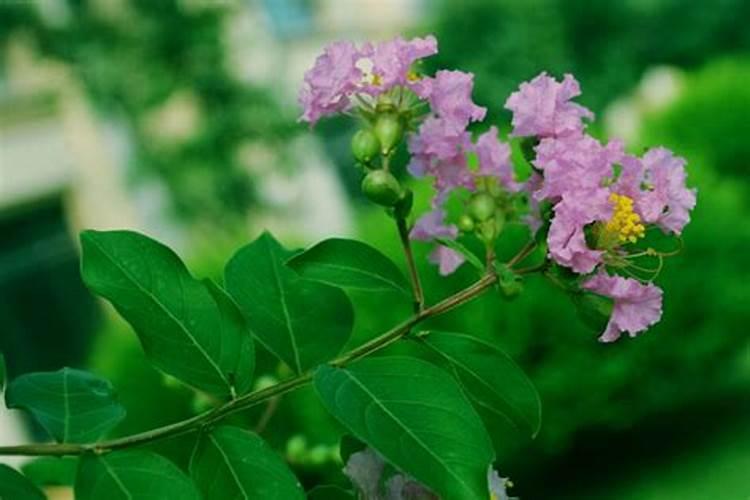紫薇树施什么肥