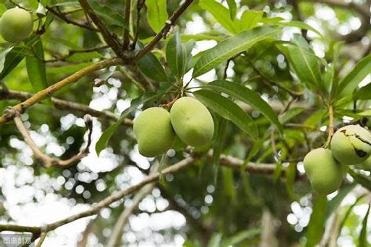 芒果树用什么肥料最好