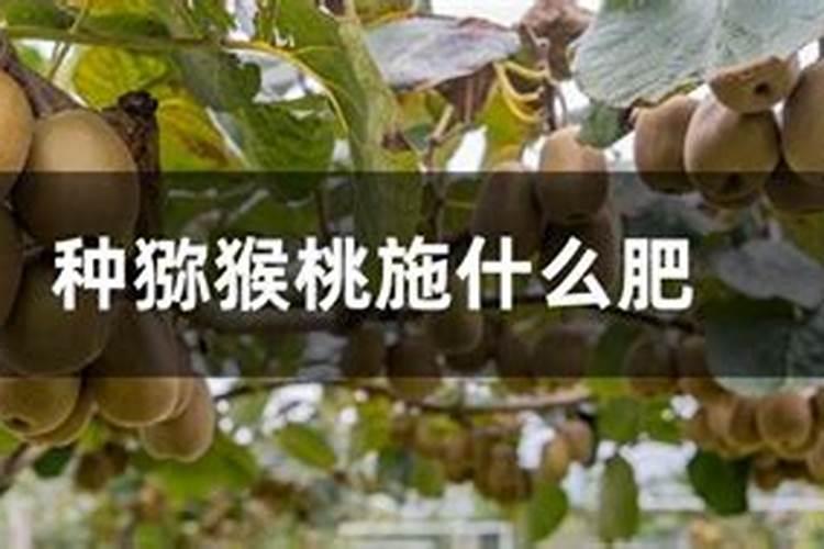 种猕猴桃施什么肥