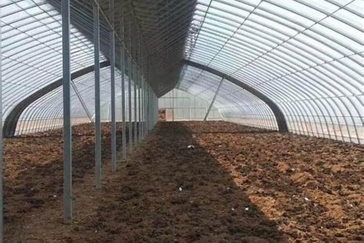 白菜可以晒干吗怎么晒干菜