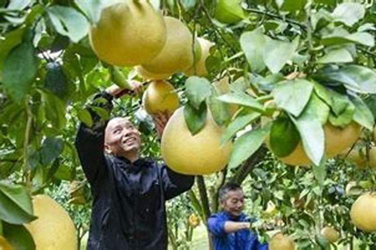 兰花叶子发黄施什么肥