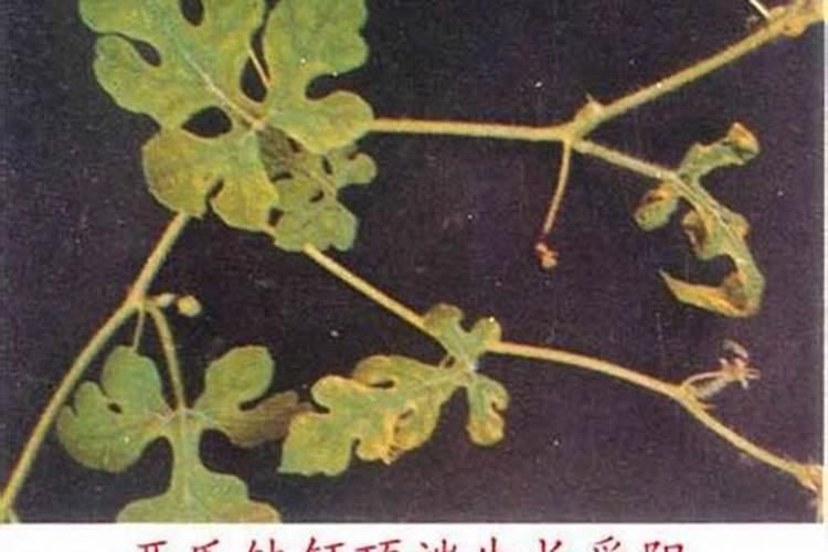 磷酸二铵100斤零售价多少钱一袋