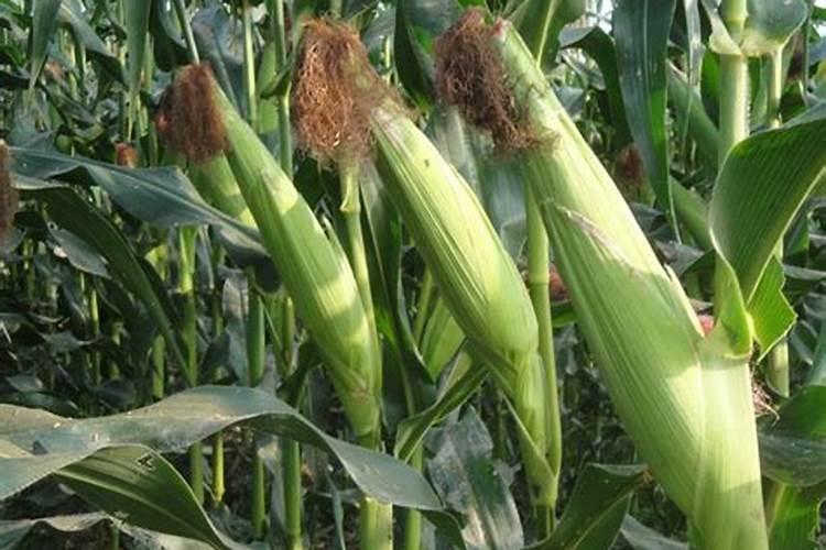 氨基酸叶面肥果树涂杆枝术