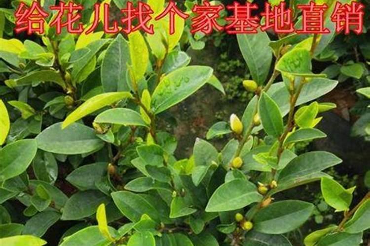 多肉用什么肥料最好