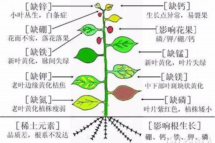 西瓜生长发育需要哪些元素