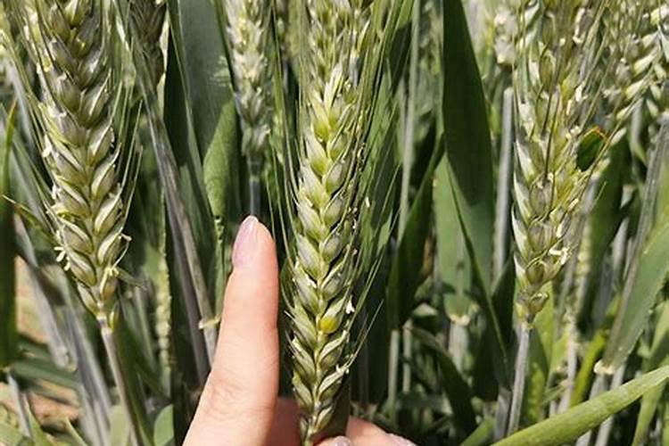 黄豆自制氮肥缓释肥,这样做不招虫、不发臭,月季叶片翠绿茂盛