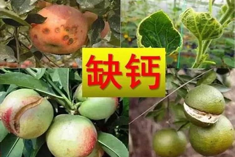 牛奶发酵后能做花卉肥料吗