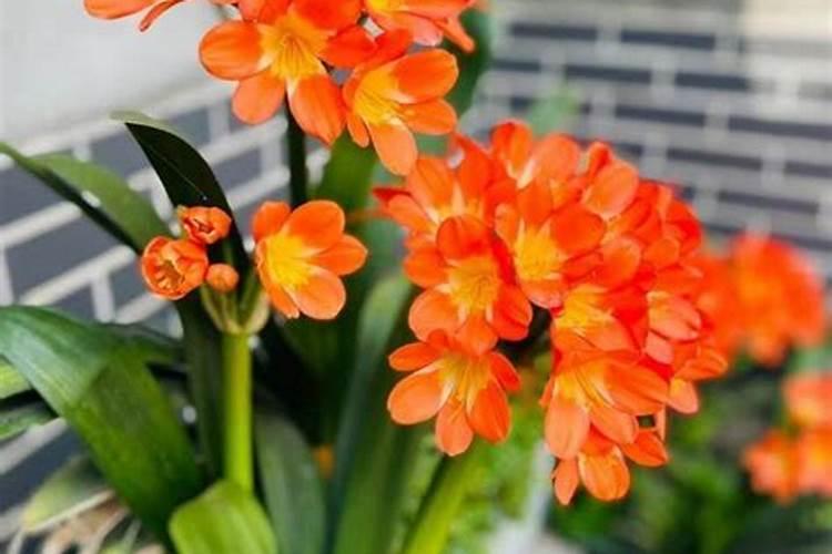 骨粉钙肥的施用方法请回答