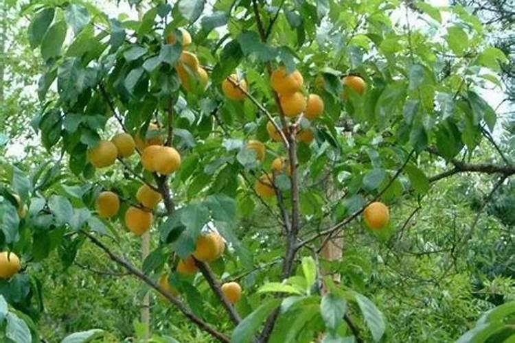 矿源黄腐酸钾使用的禁忌