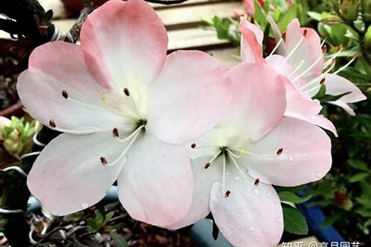 兰花多久施一次缓释肥 兰花缓释肥施用周期是多久？