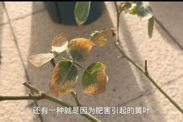 磷肥拌种下苗会烧苗吗