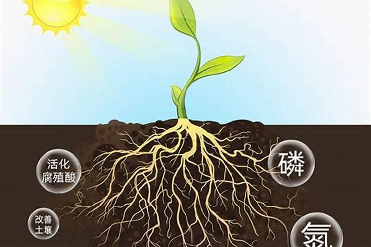 平衡肥都含什么成分