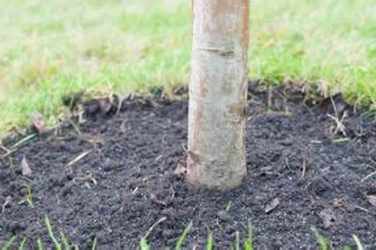 番薯叶喜欢什么肥料