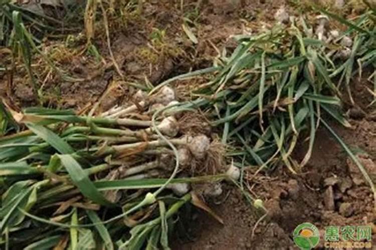 磷酸二氢钾和芸苔素混用,能达到怎样的效果？