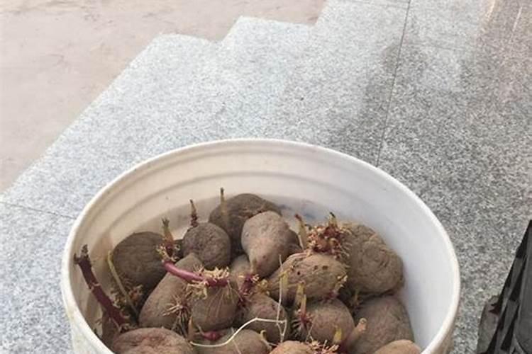 尿素和硝酸铵钙哪个肥效期长