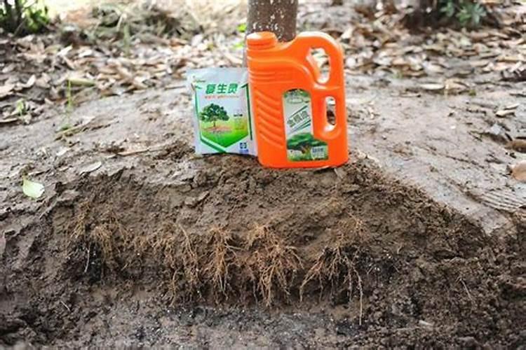 树苗施什么肥料什么时间施肥最好