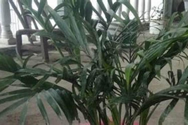 富硒肥有什么作用呀？哪里有x销售的？