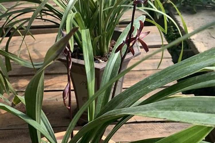 请帮忙提供一下山东省内所有的大型化肥厂名!