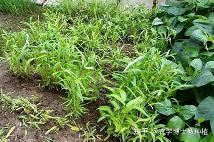 茄瓜种植方法是什么 坐果后重追肥