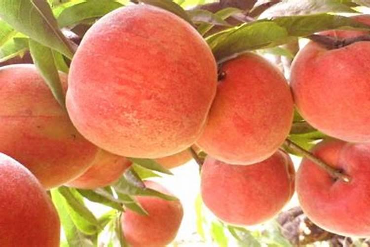 大樱桃树使用黄腐酸钾上基肥可以吗？