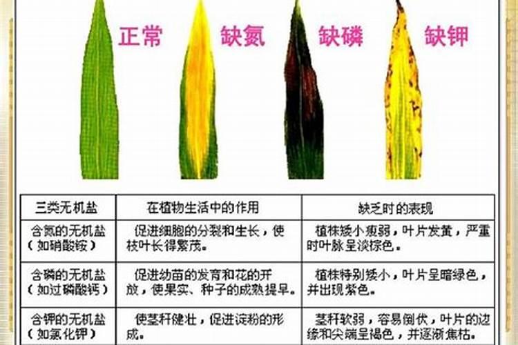 号外!号外!谷子都长成这样,很多都发霉了,请各位专家帮忙诊断一下百度...