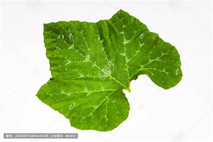 南瓜南瓜叶不肥大不绿