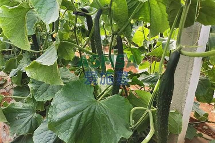 黄瓜怎么施肥才能高产,黄瓜施用肥料的常用方法