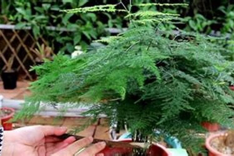 三叶青粉的功效与作用及食用方法