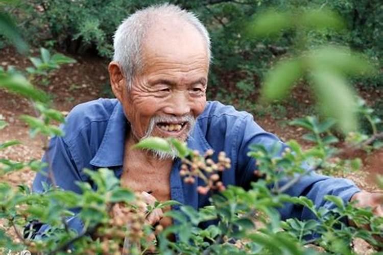 花椒花期用什么叶面肥