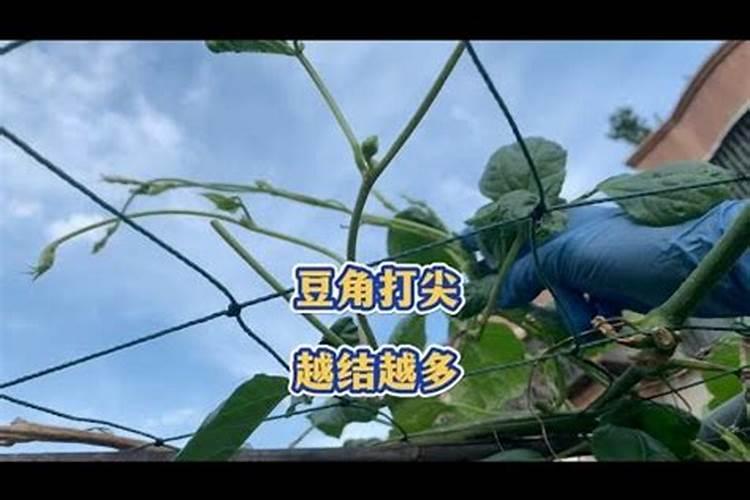 豆角开花期打什么叶面肥