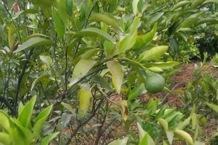 尿素肥效期能有多久,尿胺和尿素哪个肥效长？