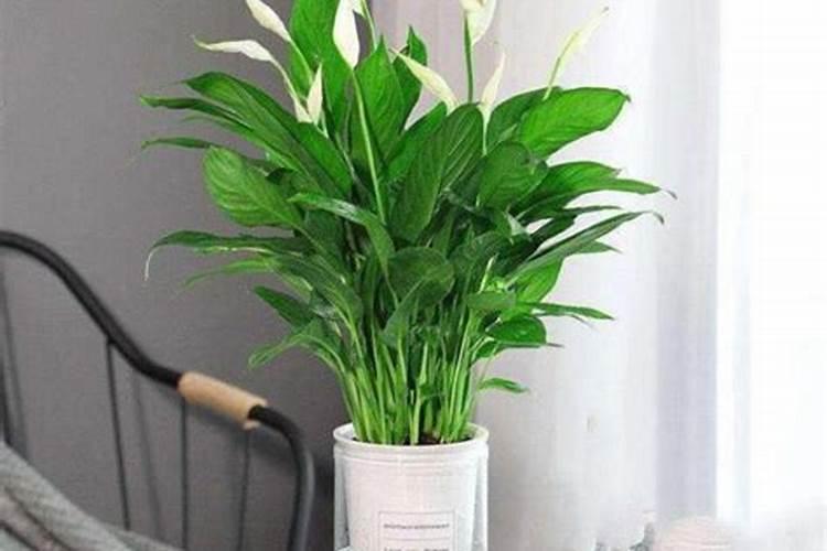 白掌施什么肥好