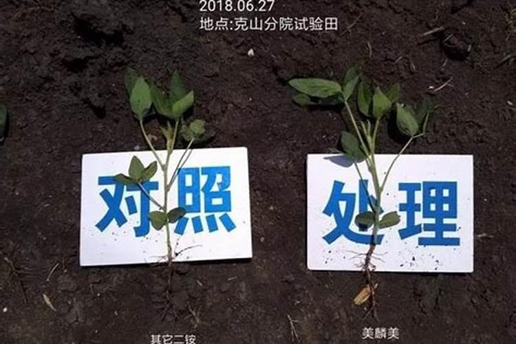 植物怎么养施磷肥(植物养护攻略,科学施用磷肥,助力植物茁壮成长)