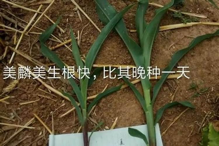 植物缺磷怎么补救