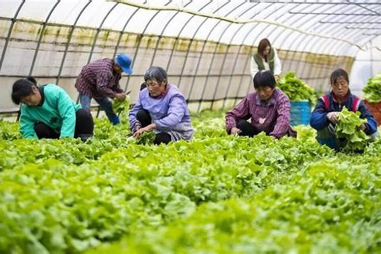 叶菜类蔬菜的施肥方法