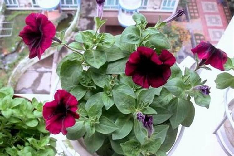 柴胡用什么化肥壮根