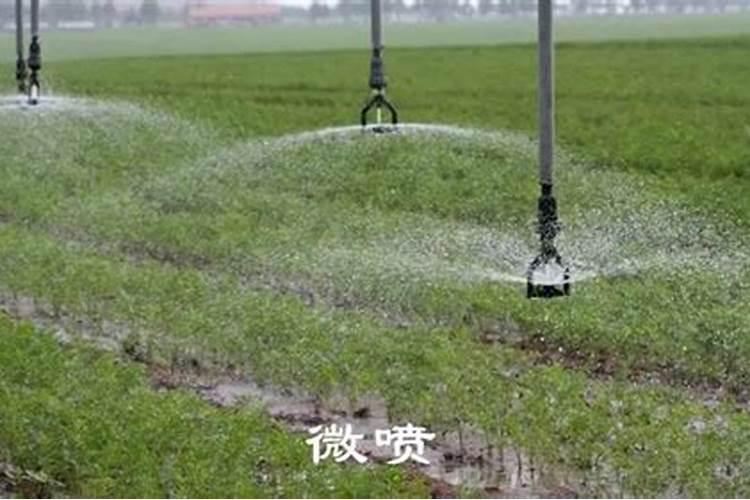 玉米喷苗后除草剂几天能浇水