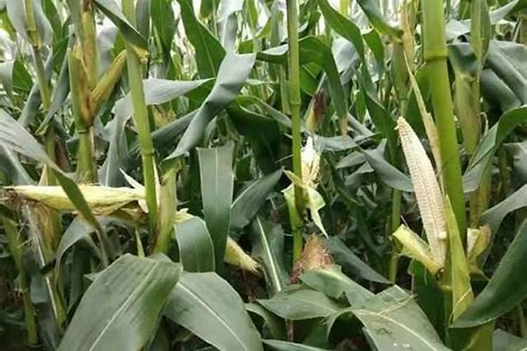 玉米出穗还可追尿素和氯化钾吗