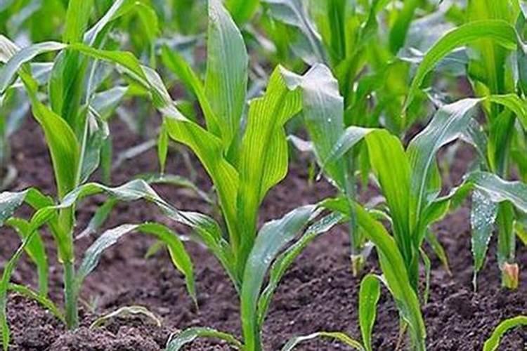 玉米尿素施肥后有效多久？