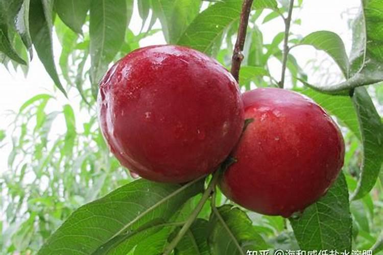 掺混肥属于什么