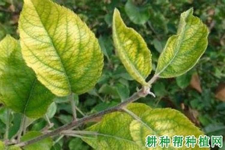 西红柿授粉药剩了还能用吗